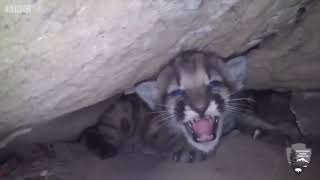 Cute mountain lion kittens with a fierce hiss! (BBC News Telugu)