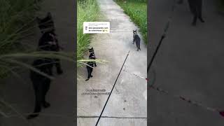 Os gatinhos mais passeadores que você já viu