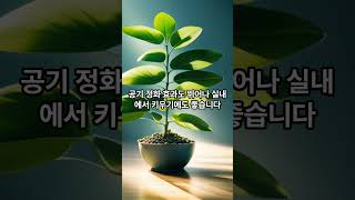 난 종류와 키우는 법 총정리 -동양란 편-