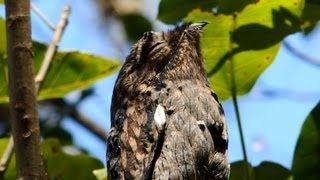 URUTAU (NYCTIBIUS GRISEUS), COMMON POTOO, MÃE-DA-LUA, URUTÁGUA, KÚA-KÚA, URUVATI, AVE-FANTASMA.