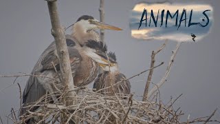 The sounds of herons in the wild.Animals Of The World.Domestic and Wild Animals.Animal world.HD