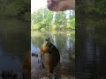 Fishing for BIG Bluegill BREAM