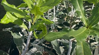 Grafted macadamia nut plants