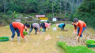 A Day Of Rice Planting Of Nhat and Everyone - How To Grow Rice Manually... My Bushcraft / Nhat