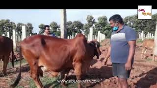 Gir Cattle | Gyr Cow Farming - Sidlaghatta | Chikkaballapur | Karnataka