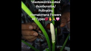 วิธีผสมดอกของเสน่ห์จันทร์ทุกชนิด/Pollinating Homalomena Flowers All Types💯🫰🙏🩷