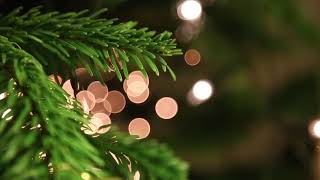 Christmas Tree CloseUp - Copyright Free Stock Footage Clip
