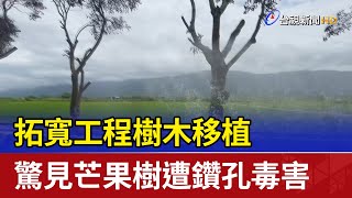 拓寬工程樹木移植 驚見芒果樹遭鑽孔毒害