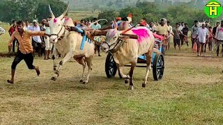 || Jabardast Racing Bulls of Chikka Bagewadi Running in Bailgadi Sharyat || Distance : 1862 Feet ||