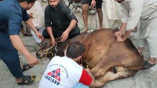 Heavy Bull Qurbani Lahore 2023