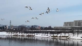 2021-02-12(金) 高田(城址)公園ウォーキング中に、白鳥のフライングVを撮影できた