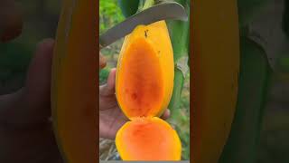 Papaya plant