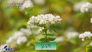 ぶっくまーく岩手　＃１４７「ソバ」岩手県八幡平市　【里の花山の花編】