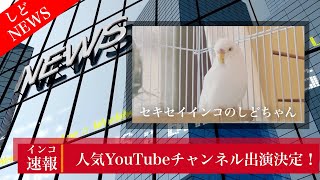 インコ速報！しどちゃん人気チャンネルに出演！【セキセイインコ】