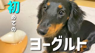 全力アピールが可愛い愛犬にヨーグルトをあげてみました【ミニチュアダックスフンド】