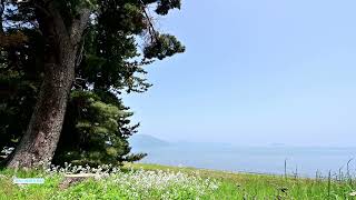 琵琶湖湖岸に咲く花の風景　湖岸に花があると美しい