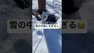 This dog is having so much fun in the snow that he's so happy lol #shorts #maltese #cute dog