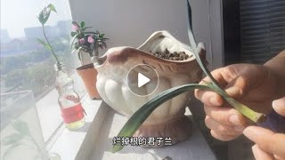 怎样让烂根的君子兰，快速长出根来，教你一个小妙招