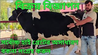 গাজীপুর কালিগঞ্জ থেকে সংগ্রহ করলেন ২টি গাভী ও ২টি বকনা, সর্বোচ্চ জাত মান গুণের ডাবল বডির গাভী ও বকনা