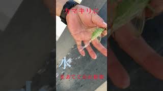 カマキリに水を当てたら…【ショート】