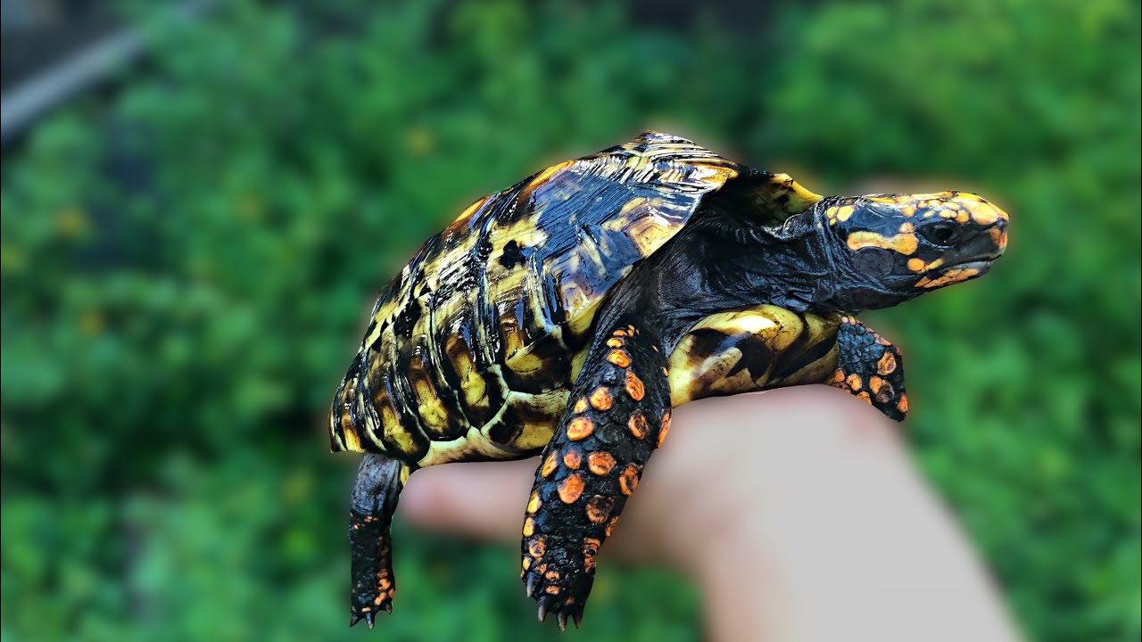 INSANE Patterns On These RARE Tortoises!! - YouTube