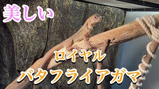 【お迎え】美しすぎるトカゲをお迎えしてました