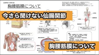 【今さら聞けない仙腸関節③】胸腰筋膜について［スキマ時間で学ぶ理学療法］