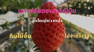 สตอเบอรี่ญี่ปุ่น บุฟเฟต์กินไม่อั้น ไม่จำกัดเวลา 1,700เยน Buffet Japanese strawberry 🍓 Nagano