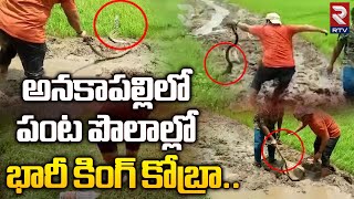 King Cobra In Crop Fields Anakapalli | భారీ కింగ్ కోబ్రా.. | King Cobra Video Goes Viral | RTV