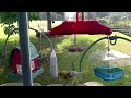 Bird feeding cam - Georgia