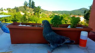 TAKLACI OYUN KUSU PERDELI GÜVERCIN BANYO VE TANITIM