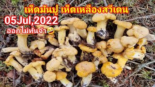 เก็บเห็ดมันปูเห็ดเหลืองสวีเดน2022 รอบนี้ตาดีได้ วันนี้มีคนไปด้วยหลังไม่ต้องมอง Pick Mushroom Sweden