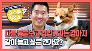 다른 동물보고 낑낑거리는 강아지, 같이 놀고 싶은 건가요? ｜강형욱의 소소한 Q\u0026A