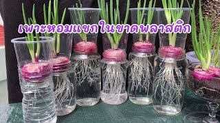 Growing ONIONS in plastic cups and jars🧅🌱เพาะหอมแขกในขวดพลาสติกแบบง่ายๆ🧅🌱