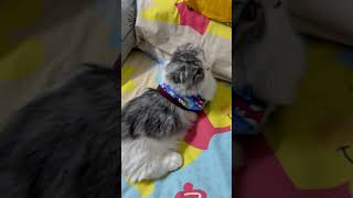 #cat #catsoftiktok #cats #แมว #แมวน่ารัก #แมวอ้วน #แมวเห็น #แมวมันช์กิ้นขาสั้น #แมวมันช์กิ้น