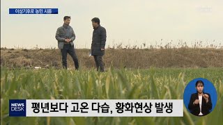 따뜻한 겨울에 비까지..병충해 비상[목포MBC 뉴스데스크]