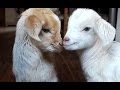 CUTE BABY GOATS | Funny Newborn Goats