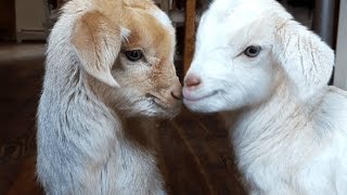 CUTE BABY GOATS | Funny Newborn Goats