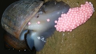 Snail laying eggs Snails Curry  Snails Catch n Cook in Pot  Escargot Recipe ខ្យងកំពុង ពង| ពងខ្យង