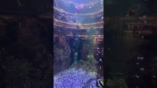 大葉高島屋水族生物 海水缸