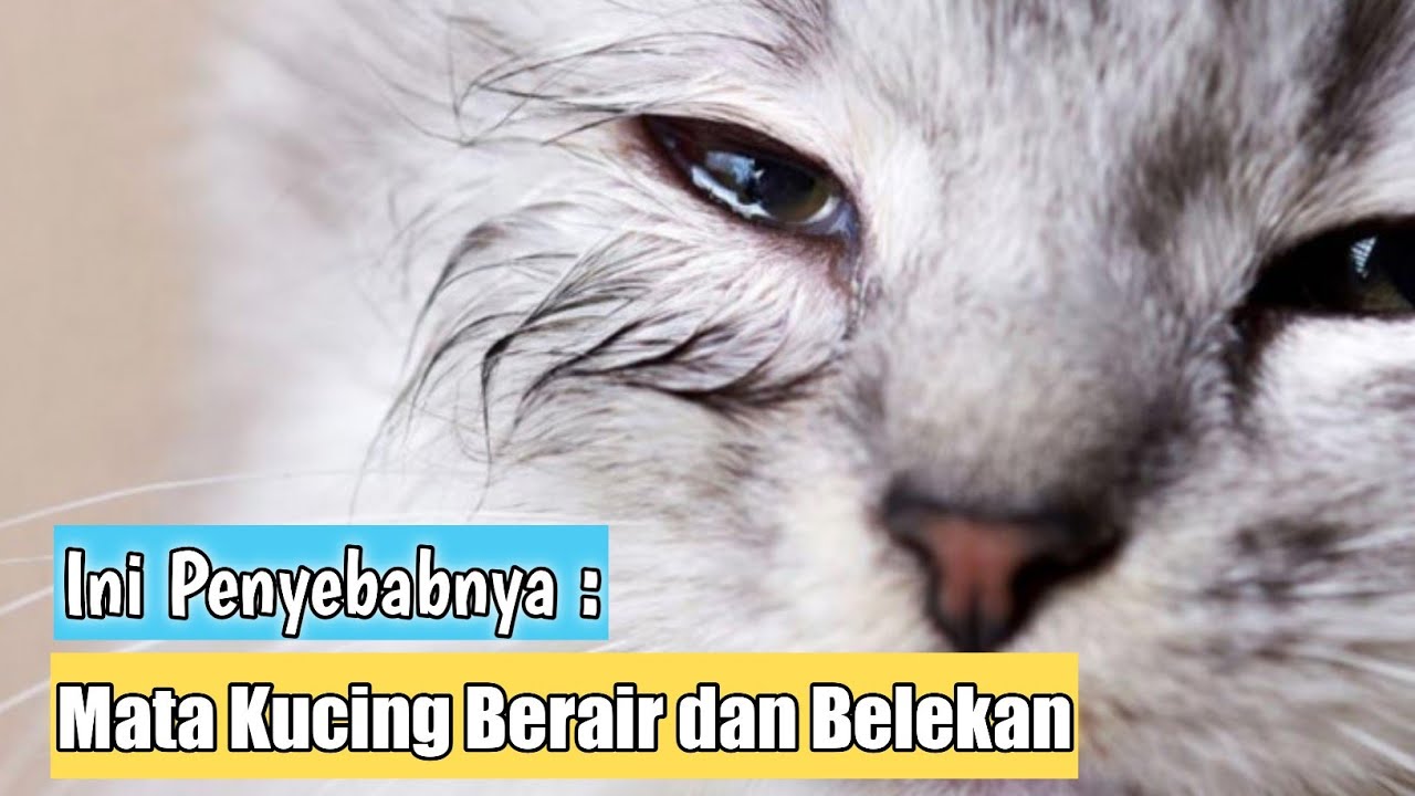 Penyebab Mata Kucing Sering Berair Dan Belekan - YouTube