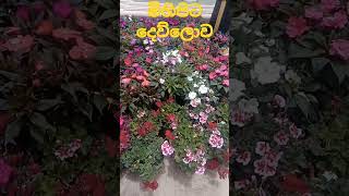 කුඹල්වෙල අසපුව             මිහිපිට දෙව්ලොව