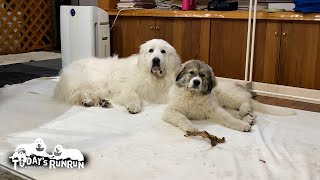 眠い時はルンルンと一緒がいいベルです　Great Pyrenees　グレートピレニーズ