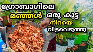 മഞ്ഞൾ കൃഷി വിളവെടുപ്പ് നൂറു മേനി | ഗ്രോബാഗിലെ മഞ്ഞൾ | manjal krishi