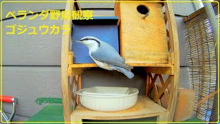 ベランダ野鳥観察　ゴジュウカラ