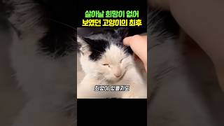 살아날 희망이 없어보였던 고양이의 최후