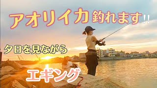 【エギング】アオリイカを釣る!! いろんな誘い方でアオリイカGet♡ 秋【釣りガール】【エギング女子】チワワ登場♪ Bigfin reef squid fishing girl