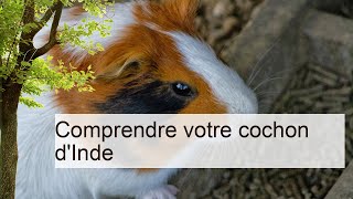 Comprendre votre cochon d'Inde | La santé de vos cochons d'Inde