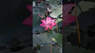 #beautiful words about lotus flowers