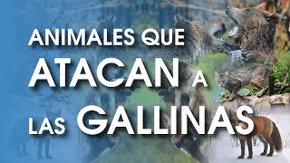 Que animales atacan a las gallinas 🐔 | Depredadores